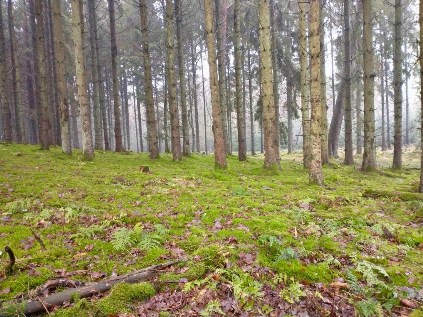 Hvorfor jeg ikke ser nyheder, men hundrede gange hellere vil bruge min tid i f.eks. skoven.