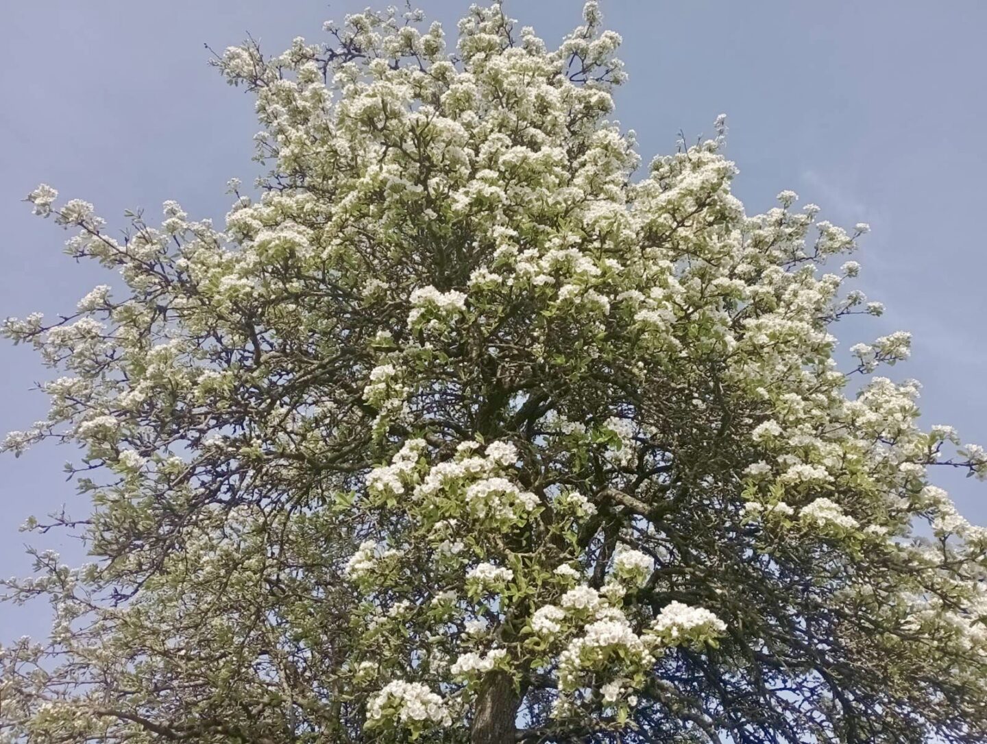 Pæretræet fra 1912 blomstrer