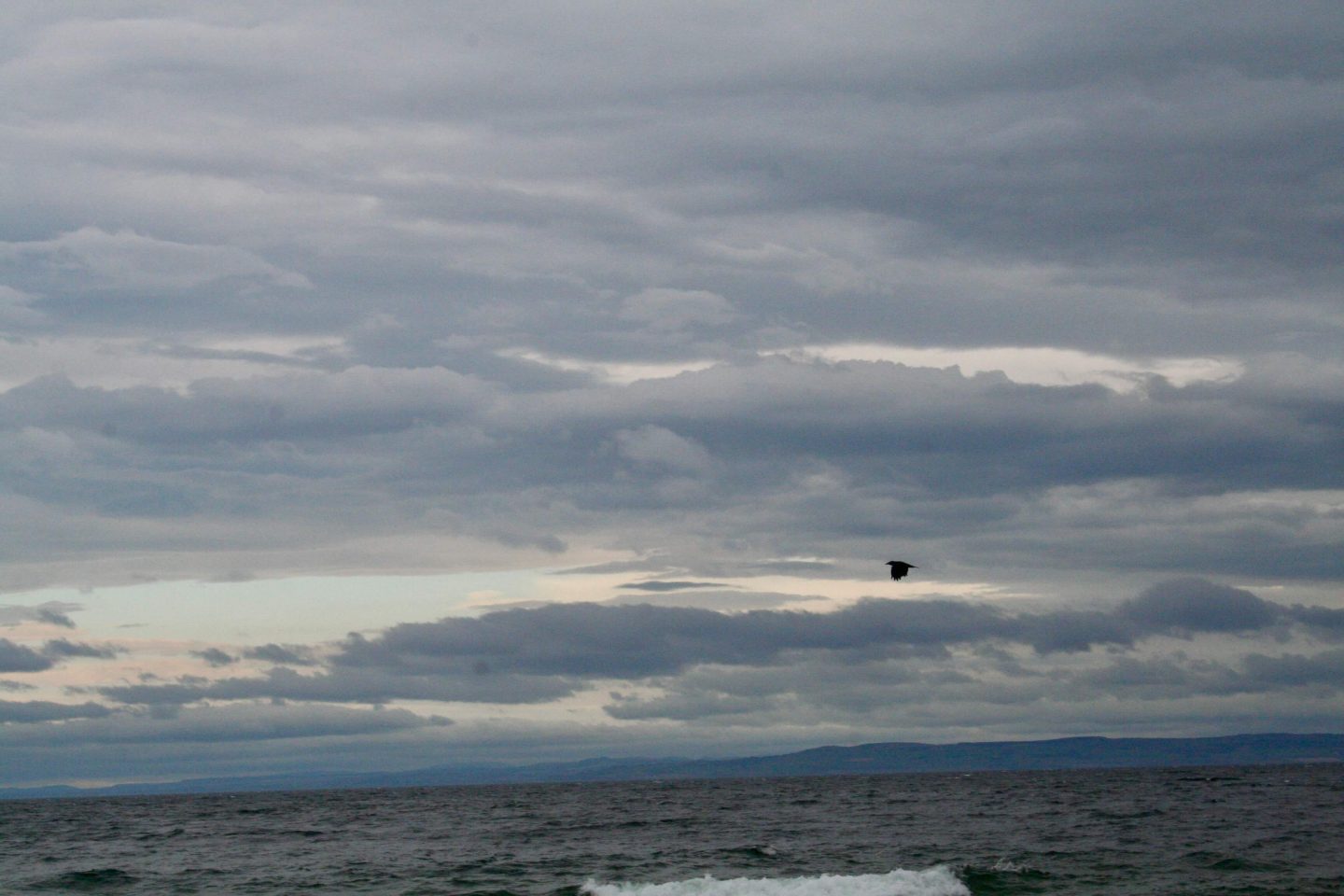 Et forår i sygdommens, men heldigvis også i helbredelsens tegn. Her er en fugl på vej hen over havet i Skotland.