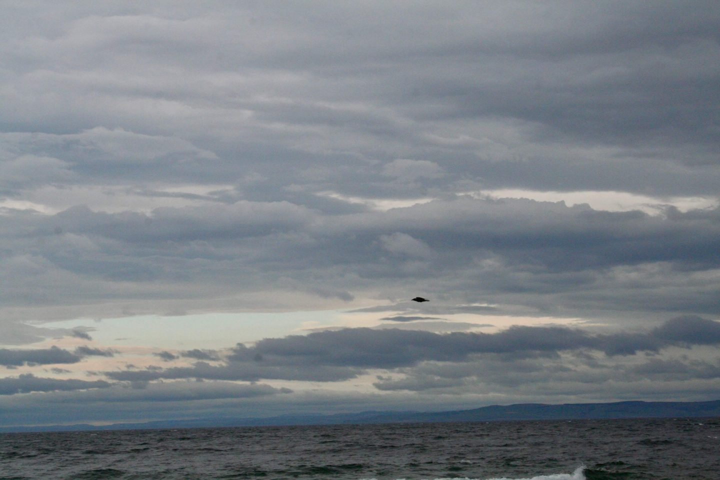Et forår i sygdommens, men heldigvis også i helbredelsens tegn. Her er en fugl på vej hen over havet i Skotland.