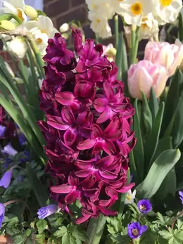hyacinth