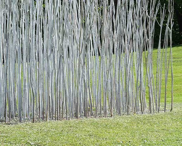 Anne Bjørn, Small Open Forest - Lille Åben Skov