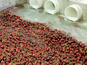 Fruit and vegetable rinsing