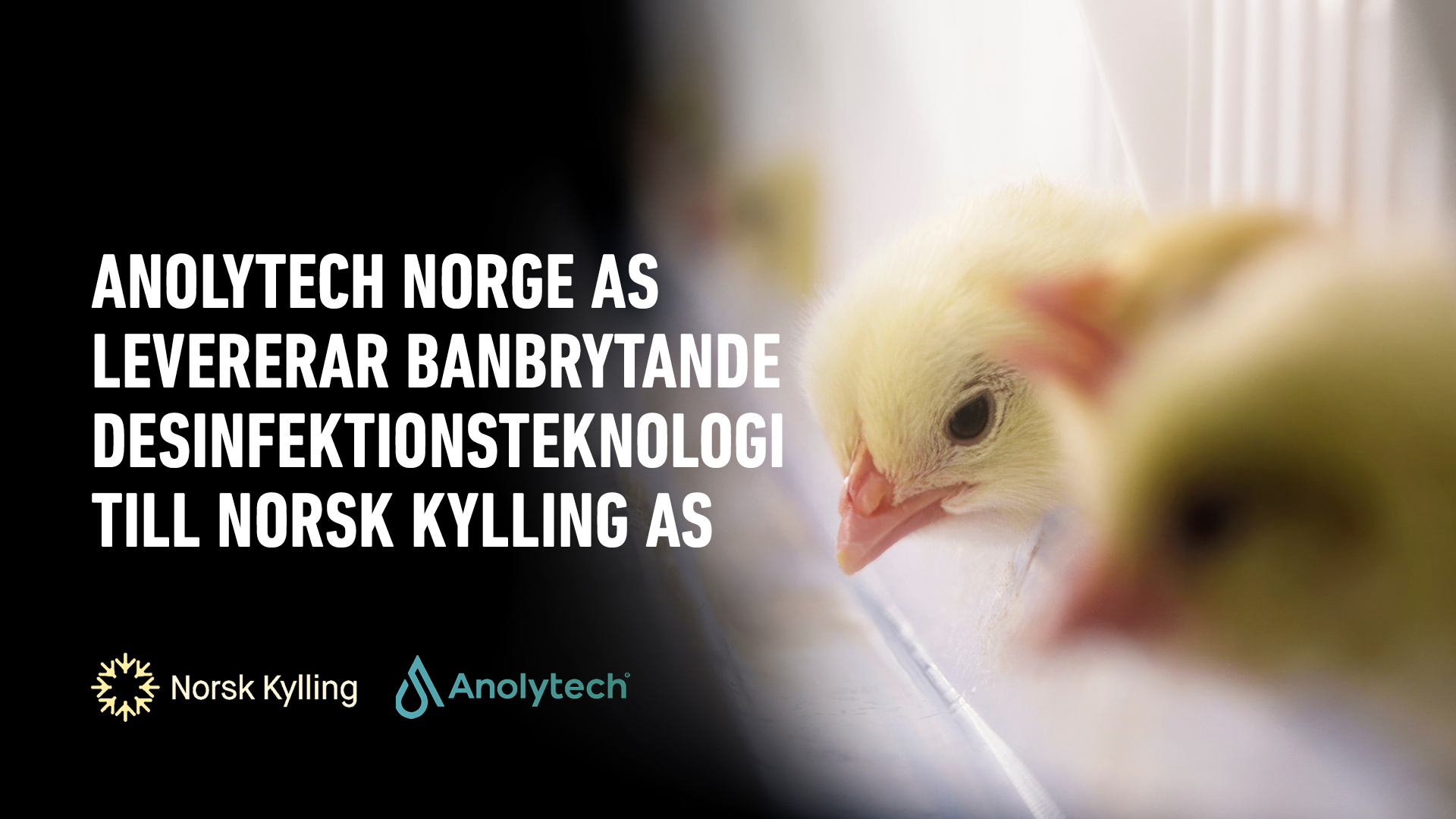 Norsk kylling Anolytech