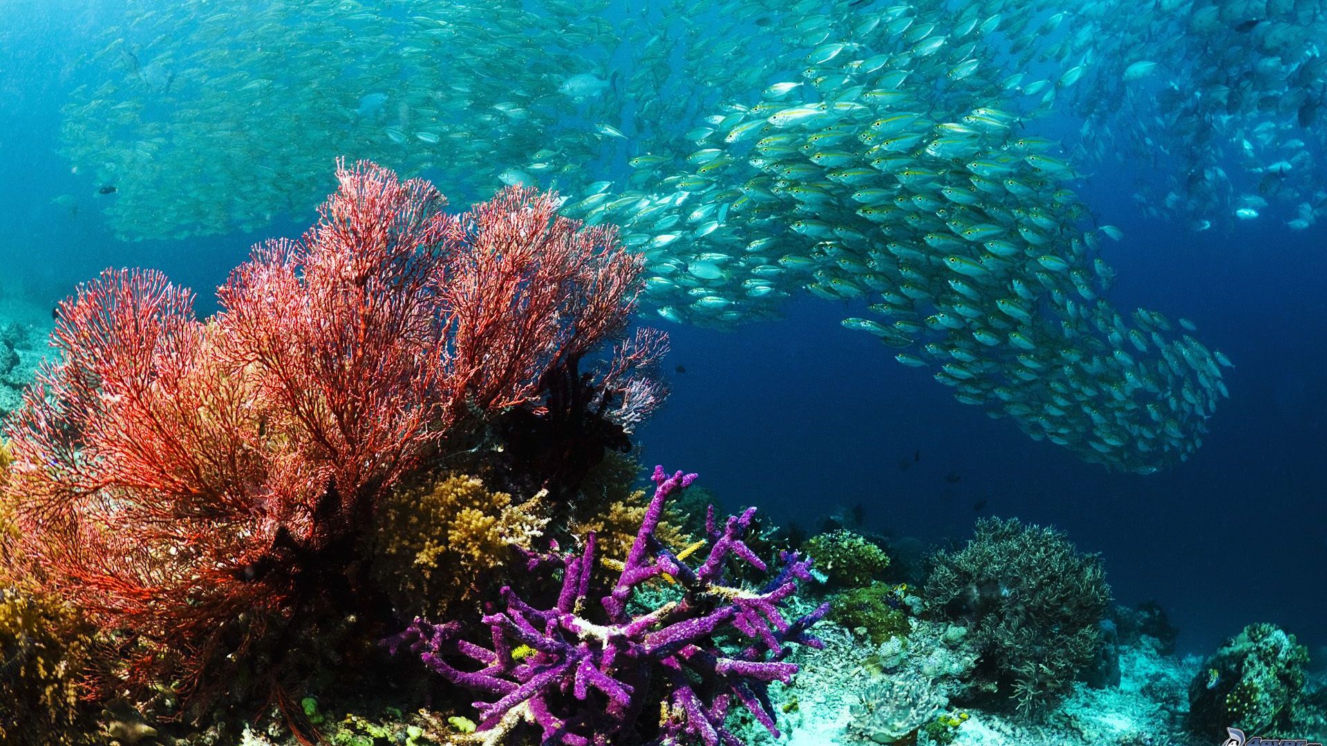 Acidificazione oceani, a rischio biodiversità