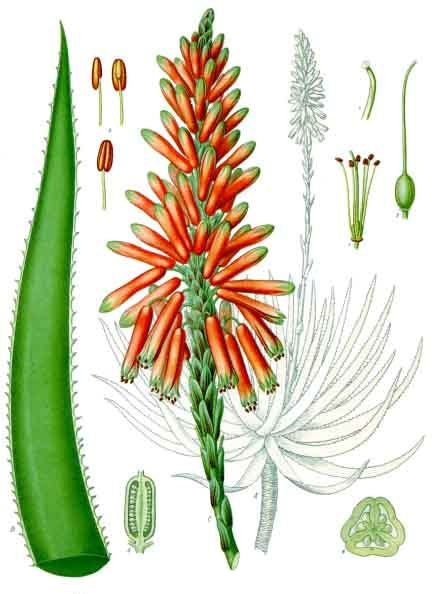 Aloe Vera Sistematica Etimologia Habitat Coltivazione 2445