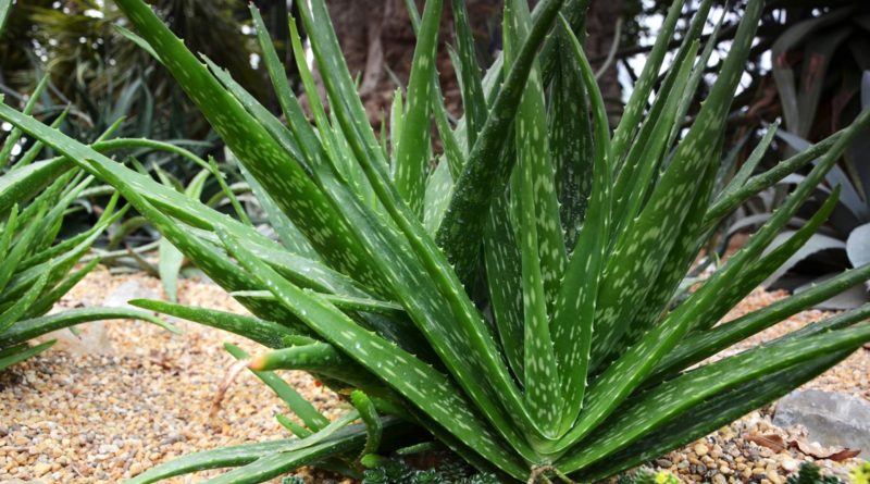 Aloe vera