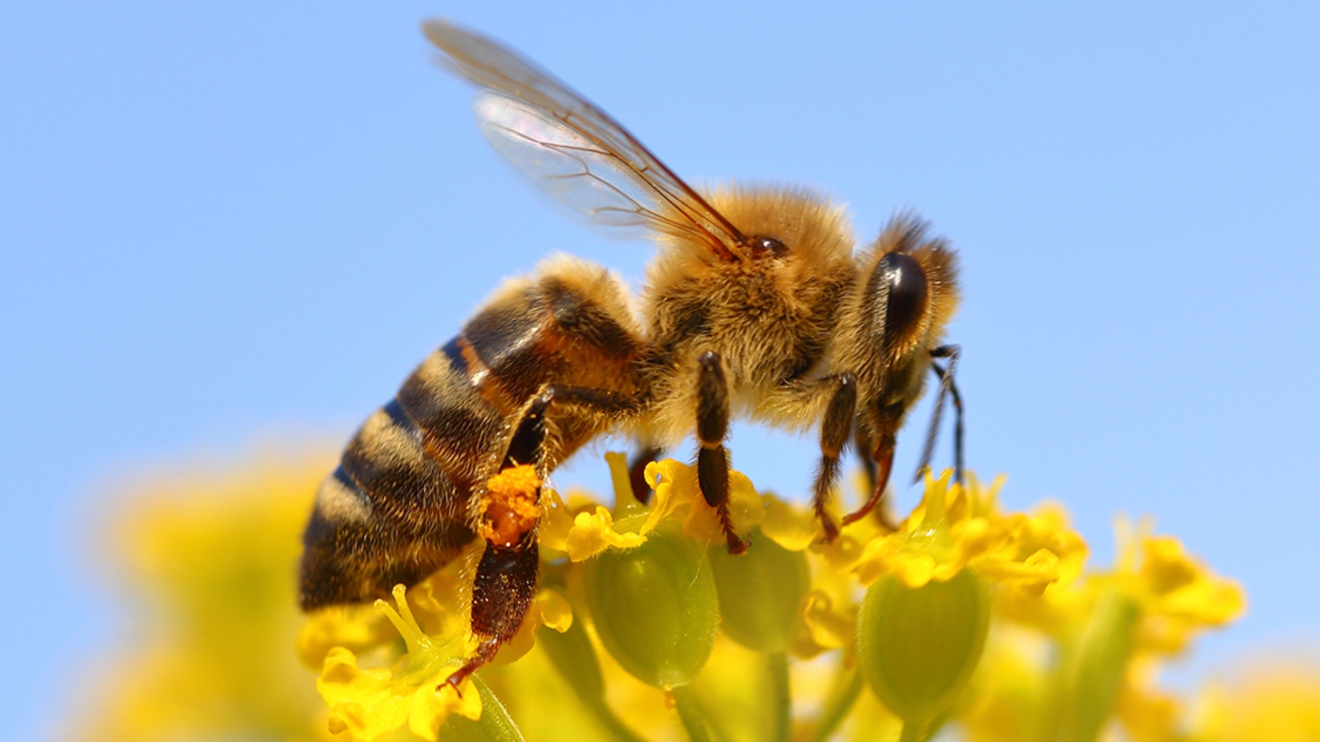 Api e Pesticidi