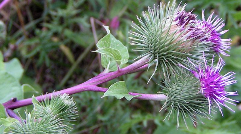 Arctium lappa