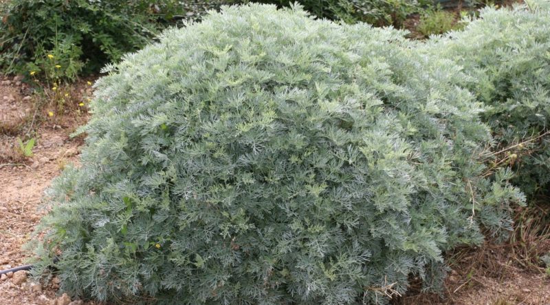 Artemisia arborescens