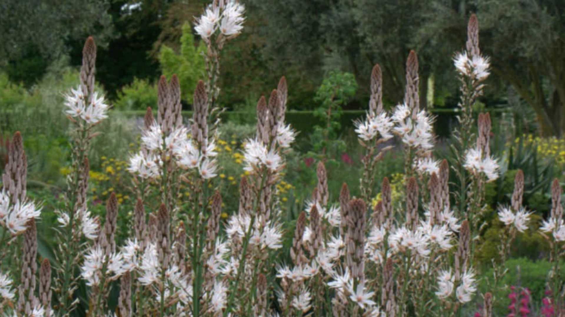 Asphodelus Ramosus Sistematica Etimolgia Habitat Descrizione