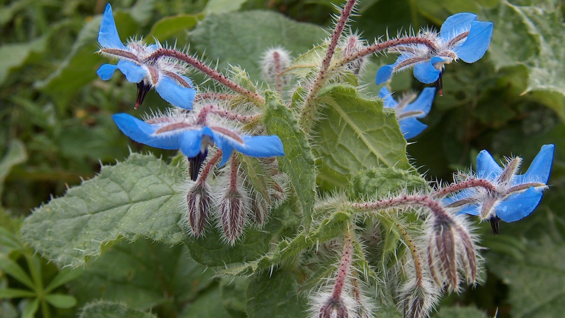 Borago officinalis