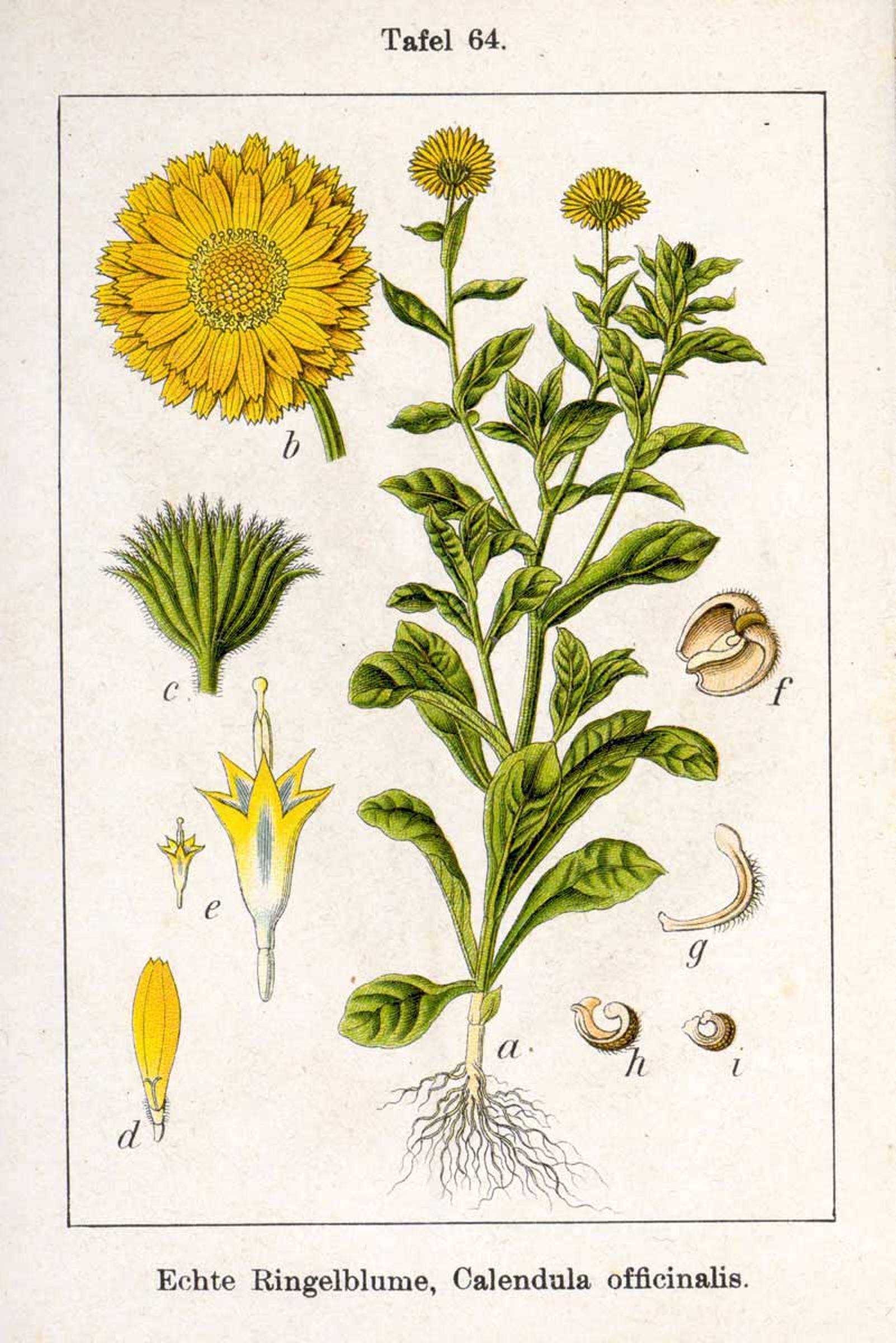 Calendula officinalis: Sistemática, Etimología, Hábitat, Cultivo