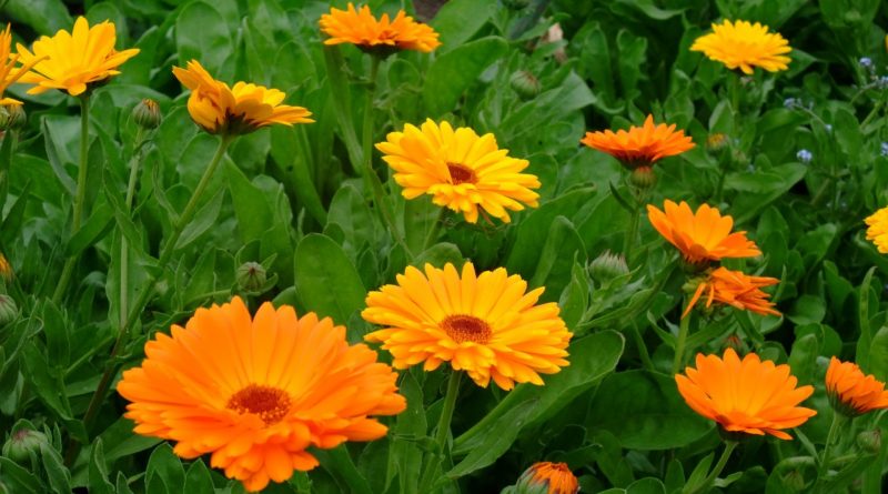 Calendula officinalis