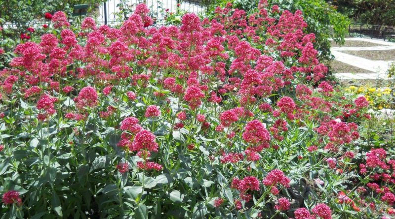 Centranthus ruber