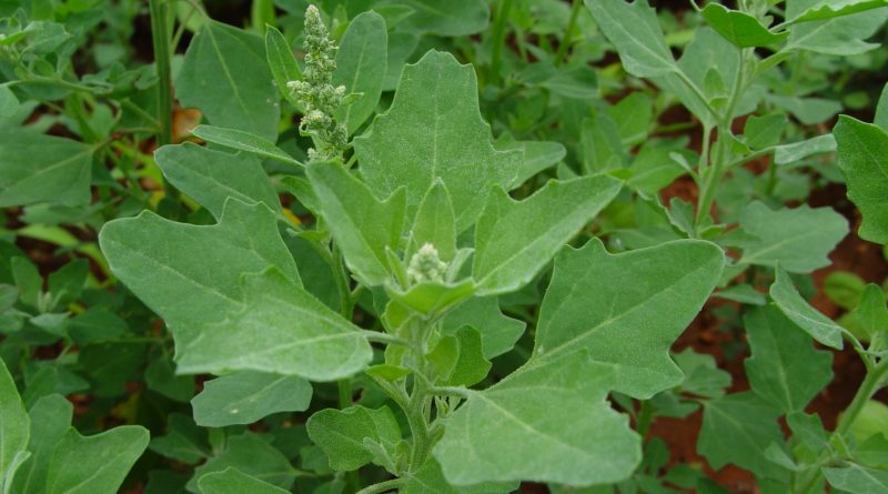 Chenopodium album