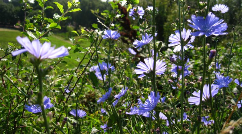 Cichorium intybus