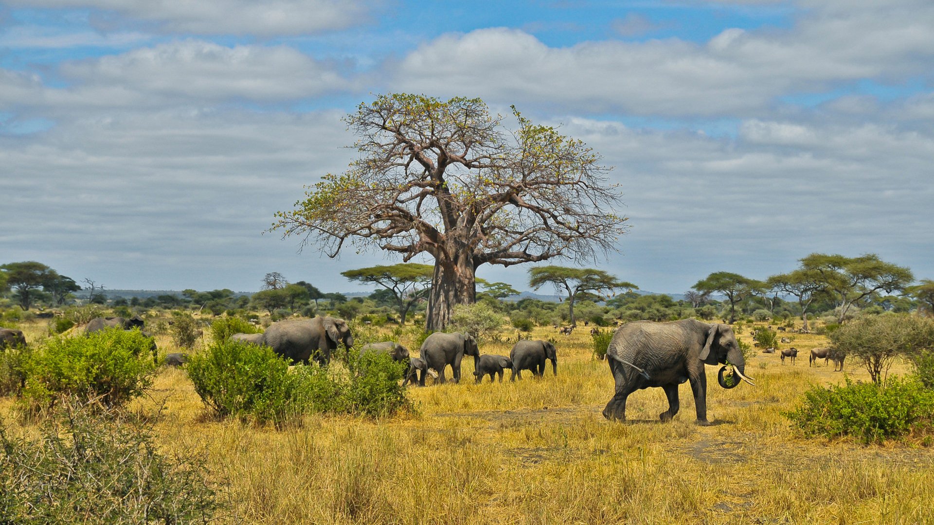 Continente Africano