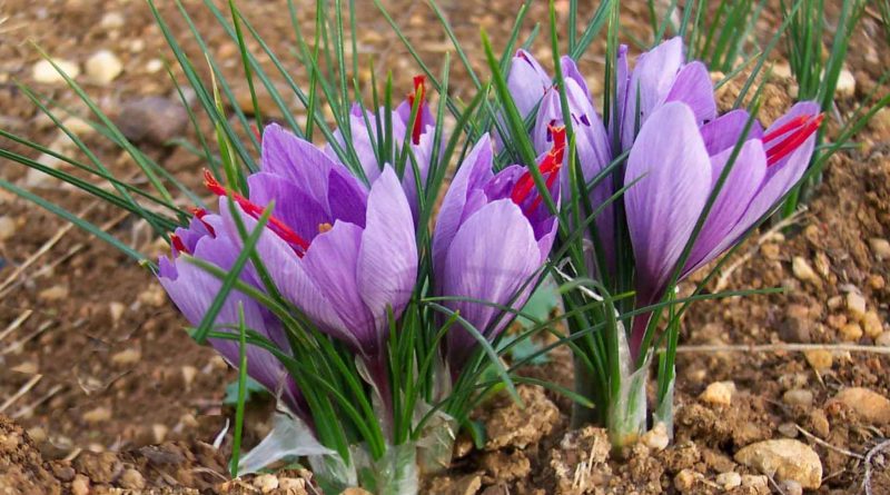 Crocus sativus