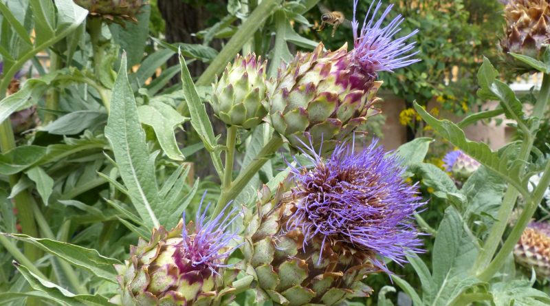 Cynara cardunculus