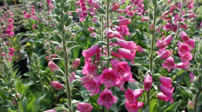 Digitalis purpurea