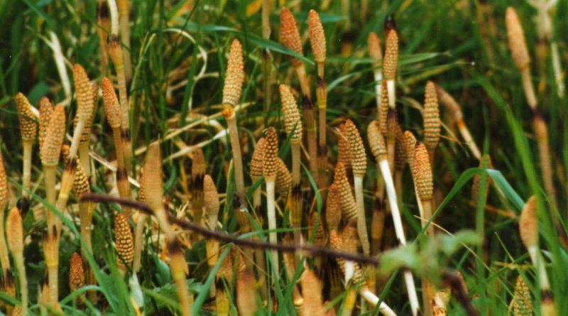 Equisetum arvense