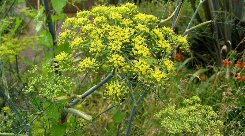 Foeniculum vulgare