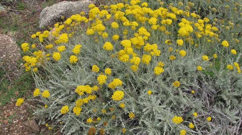 Helichrysum italicum