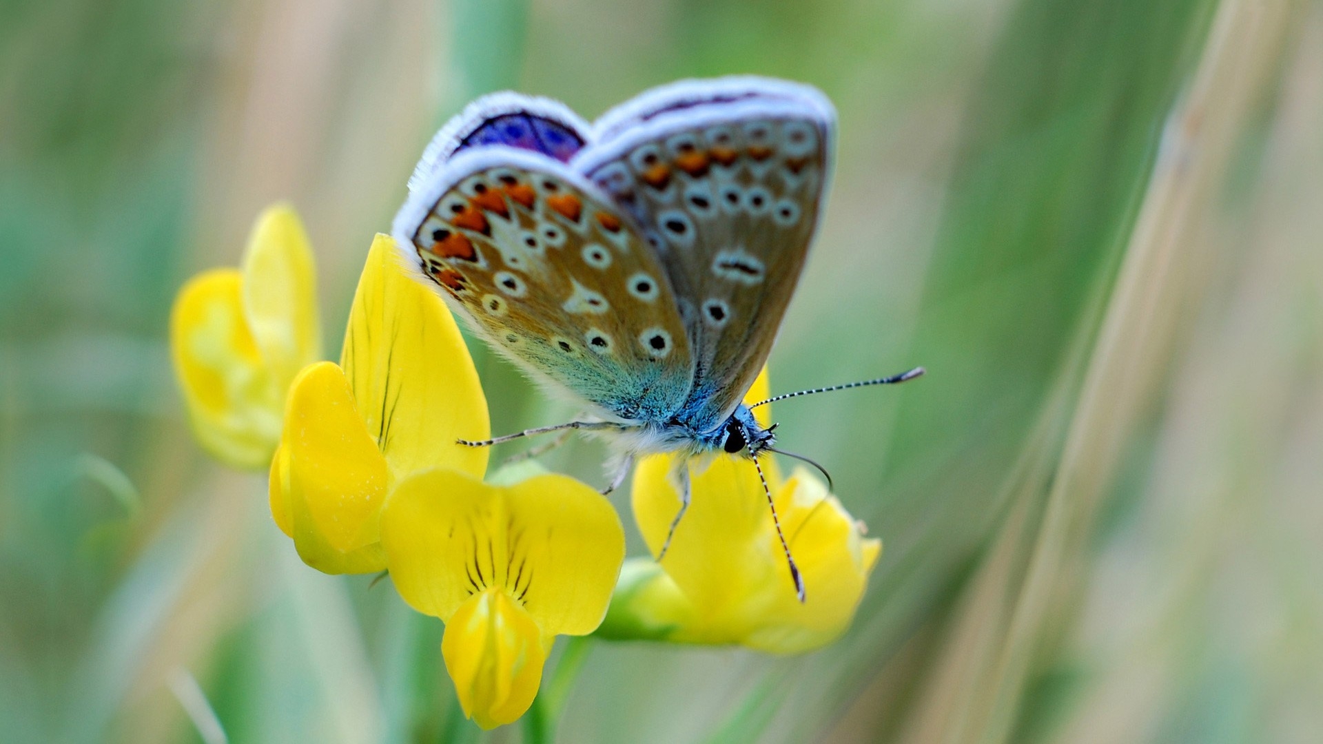 Il Veleno della Natura