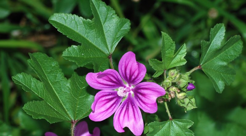 Malva sylvestris