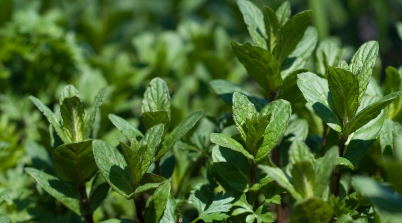 Mentha piperita