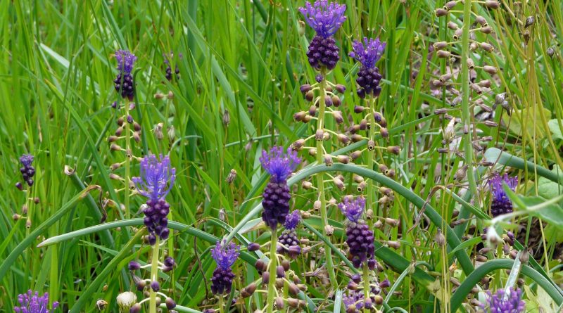 Muscari comosum