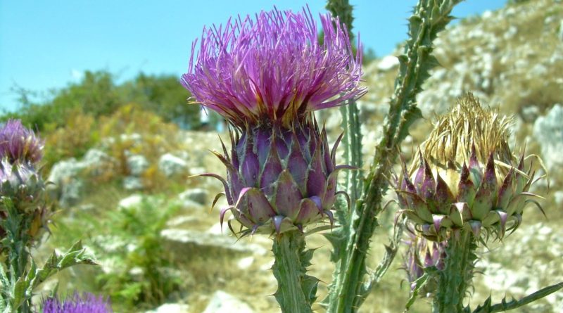 Onopordum illyricum