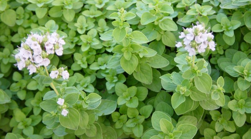 Origanum majorana