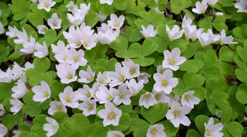 Oxalis Acetosella