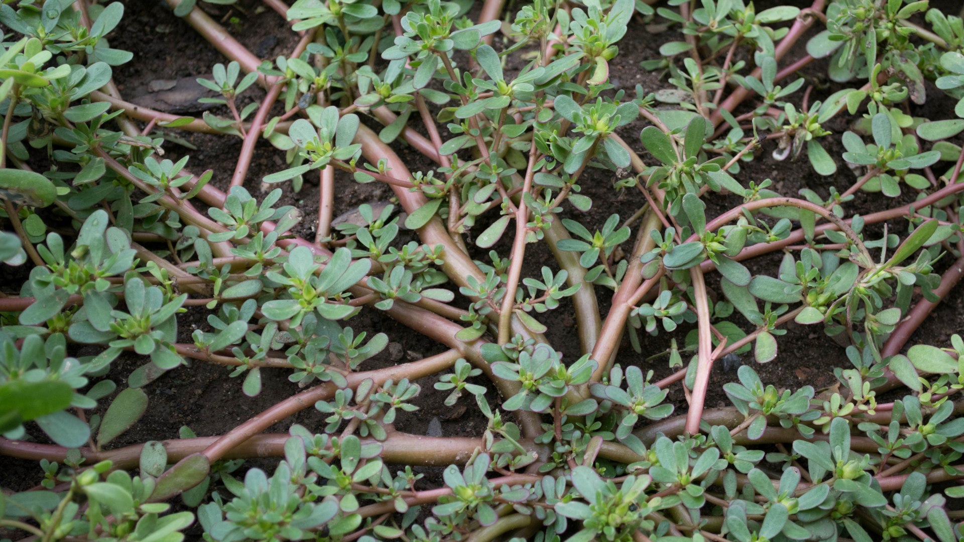 portulaca-oleracea-systematics-etymology-habitat-cultivation
