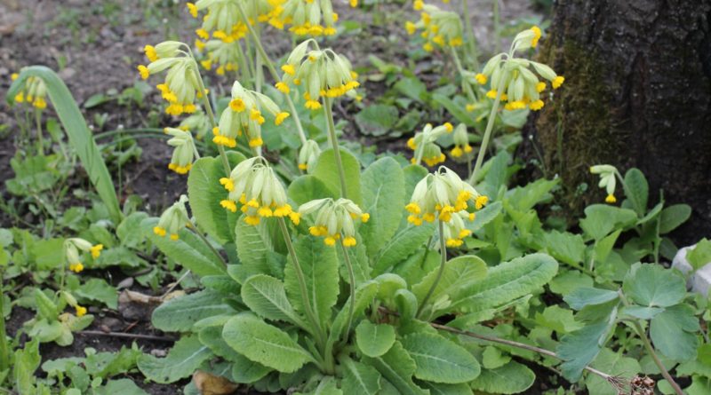 Primula veris