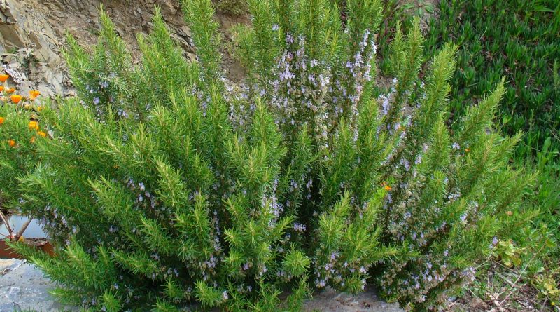 Rosmarinus officinalis