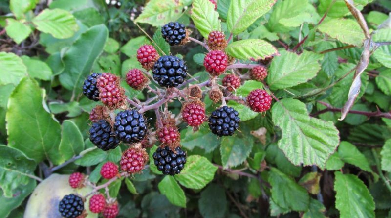 Rubus ulmifolius