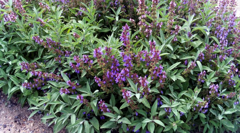 Salvia officinalis