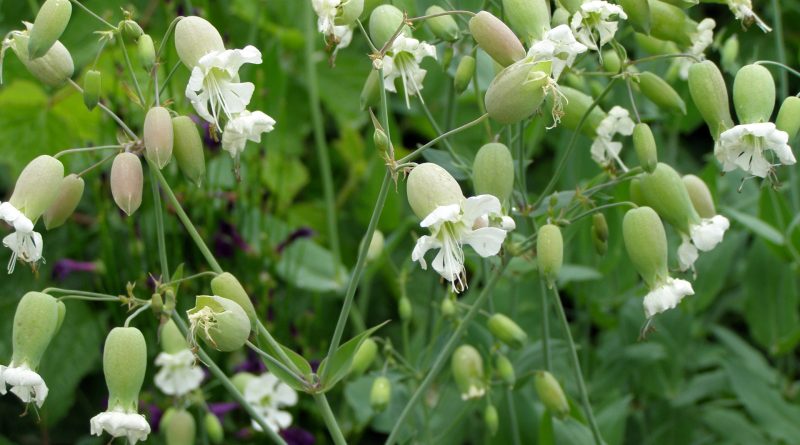 Silene vulgaris