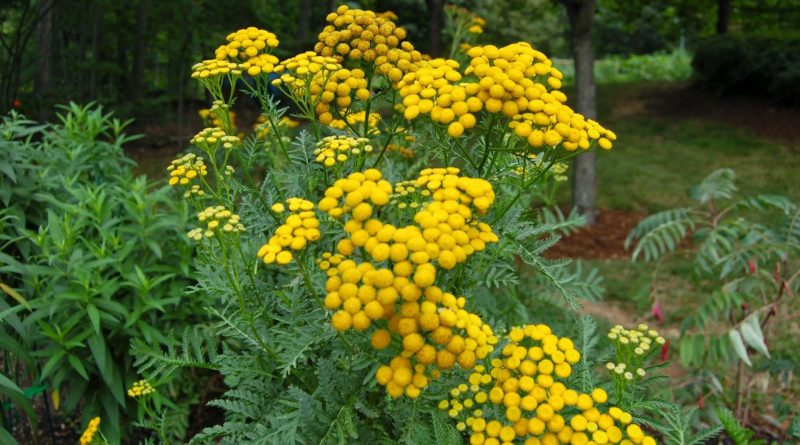 Tanacetum vulgare