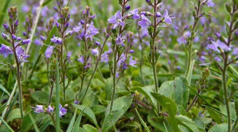 Veronica officinalis