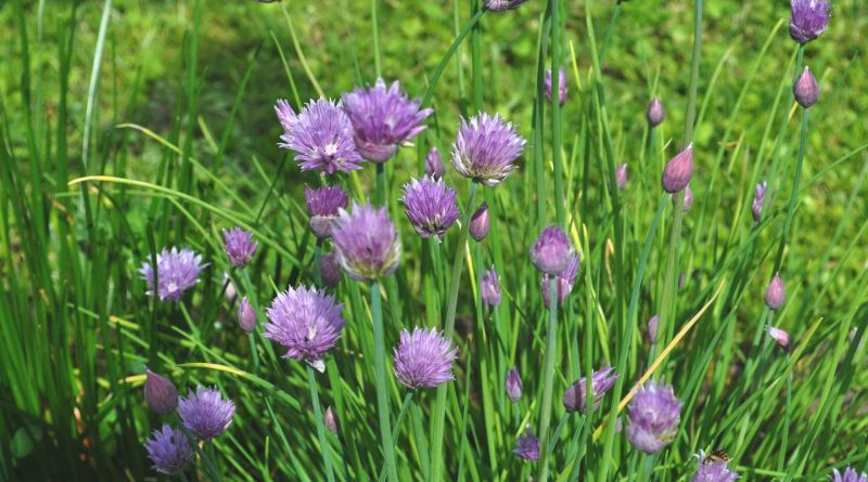 Allium schoenoprasum