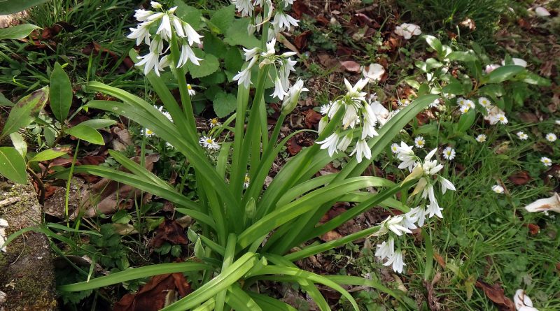 Allium triquetrum