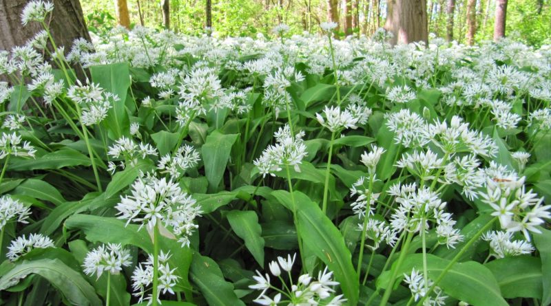 Allium ursinum