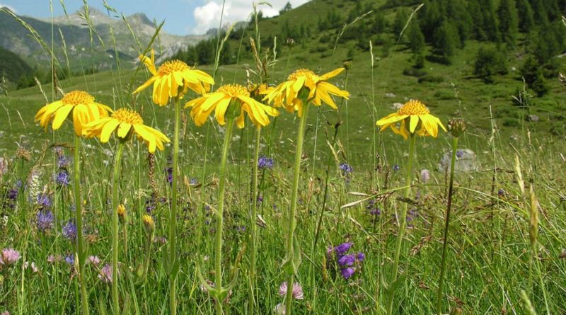 Arnica montana