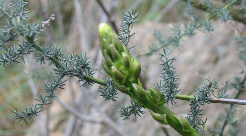 Asparagus acutifolius