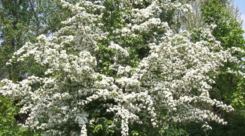 Crataegus monogyna