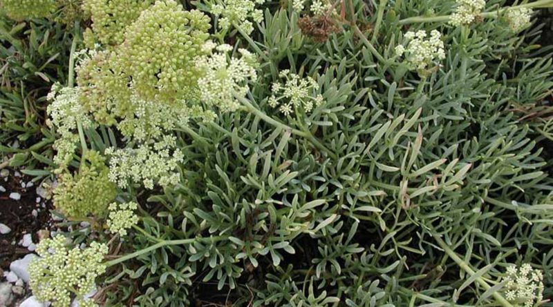 Crithmum maritimum